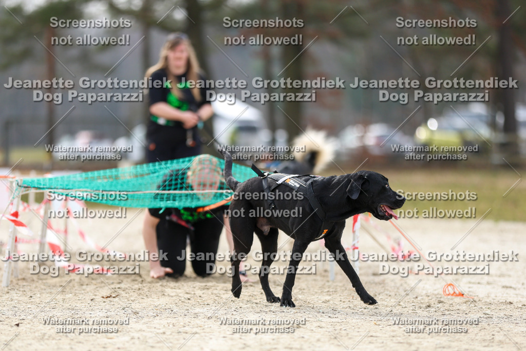Dog Paparazzi - Strongdog North Mrz26-5772 | Dog Paparazzi Jeanette Grottendiek Fotografie & Videografie - Realisiert mit Pictrs.com
