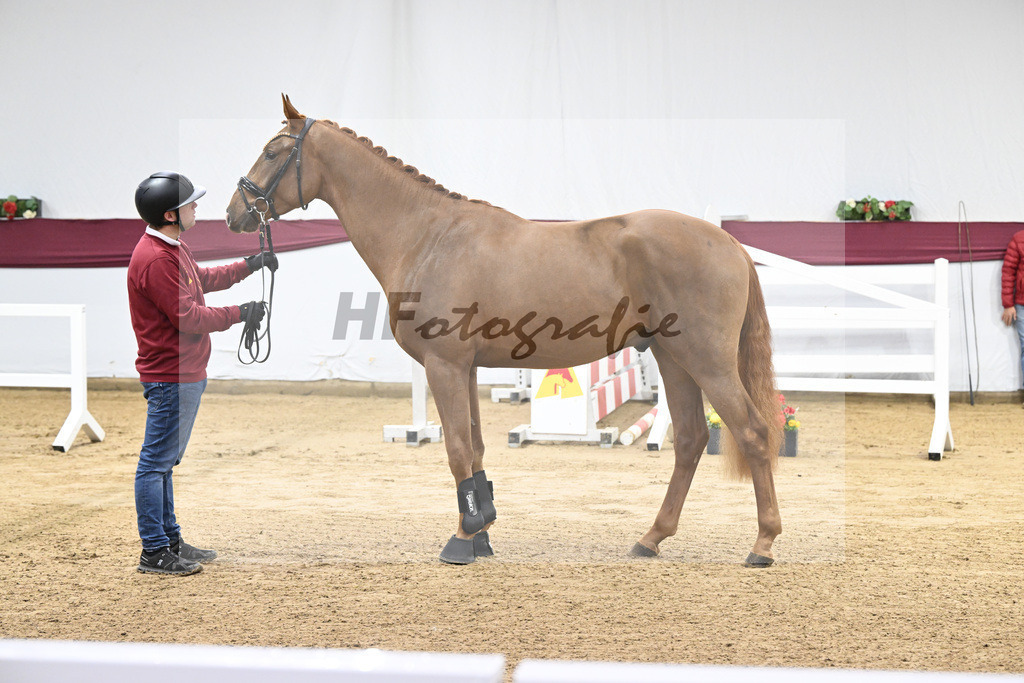 Kat-Nr. 93 Denzel van het Meulenhof - Chacco-Blue_Michael Eichler_47252904 | hf-fotografie - Realisiert mit Pictrs.com