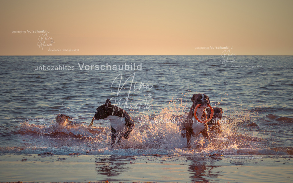 aufwendig optimiert | Einzigartige Fotos von Hunden & Menschen –Actionfotos, Portraits, Vereinsaufnahmen & Paarshootings – authentisch, lebendig & mit Herz.