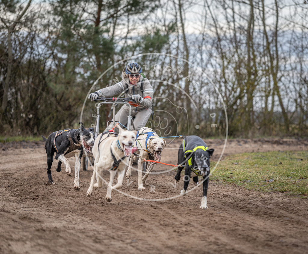 Pfotenfotografie_DV3A6045 | Hundefotografie, Tierfotograf, Pfotenfotografie, Fotoshooting Hund, Hunde Portrait, Hundesport, Hundeportraits, Heideshooting, Hunde, Sportfotograf, Hundefotograf, Turnierhundsport, THS,  - Realisiert mit Pictrs.com