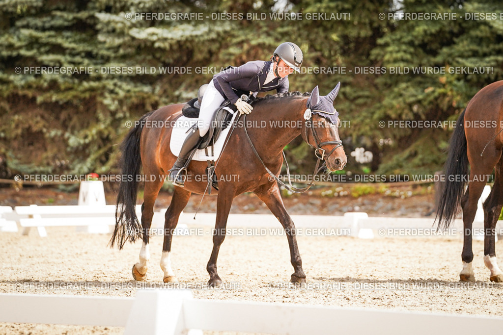 DSC01591 | Pferdegrafie