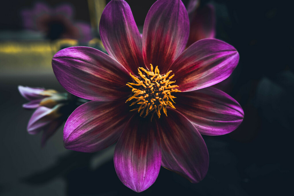 Dahlie | Dahlie - Realisiert mit Pictrs.com