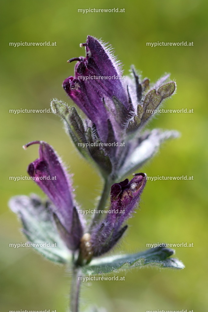 Alpenhelm-001 | Das Bilderarchiv über Tiere, Planzen und Landschaften. In der Bilddatenbank finden Sie ein große Auswahl an hochwertigen Bilder für Ihre Werbung - Realisiert mit Pictrs.com