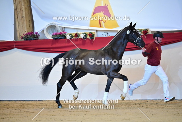 69_Sezuan - San Amour I_787_1587 | Björn Schroeder Pferdefotografie