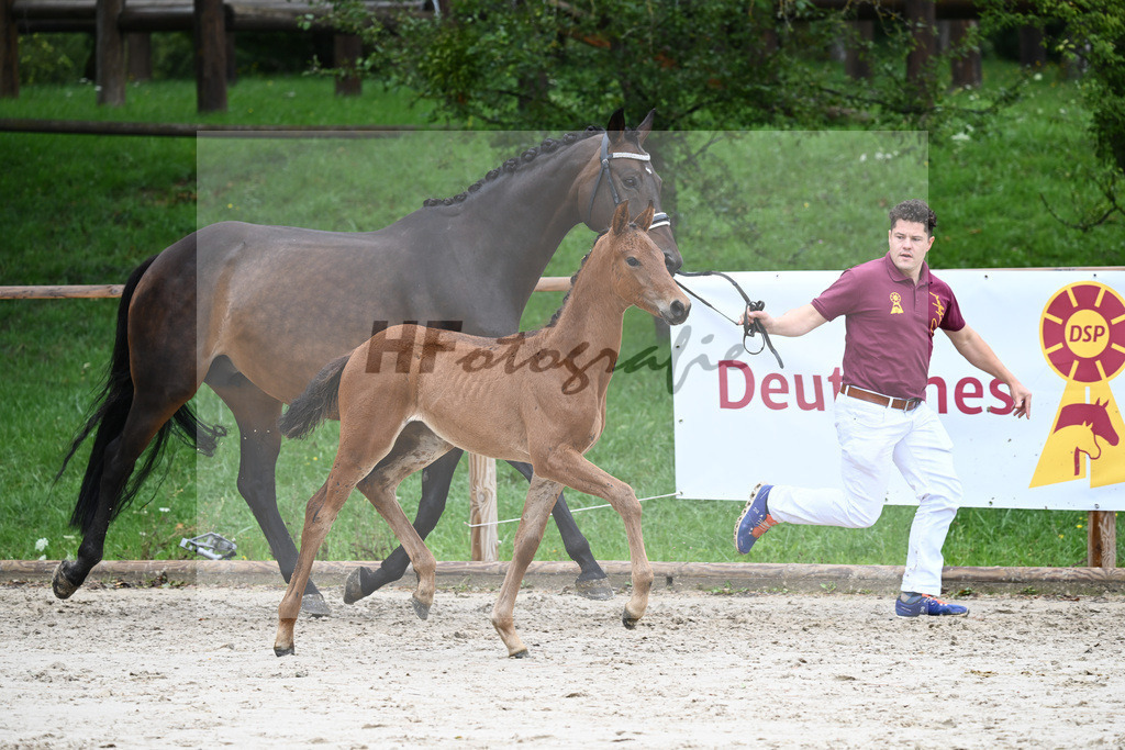 Kat-Nr. nn SF Vitalos_Kopp_25230414 | hf-fotografie - Realisiert mit Pictrs.com