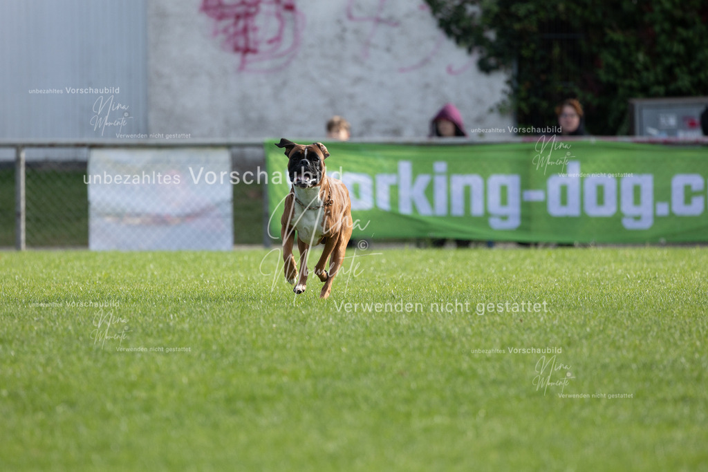 _16A6558 | Einzigartige Fotos von Hunden & Menschen –Actionfotos, Portraits, Vereinsaufnahmen & Paarshootings – authentisch, lebendig & mit Herz.