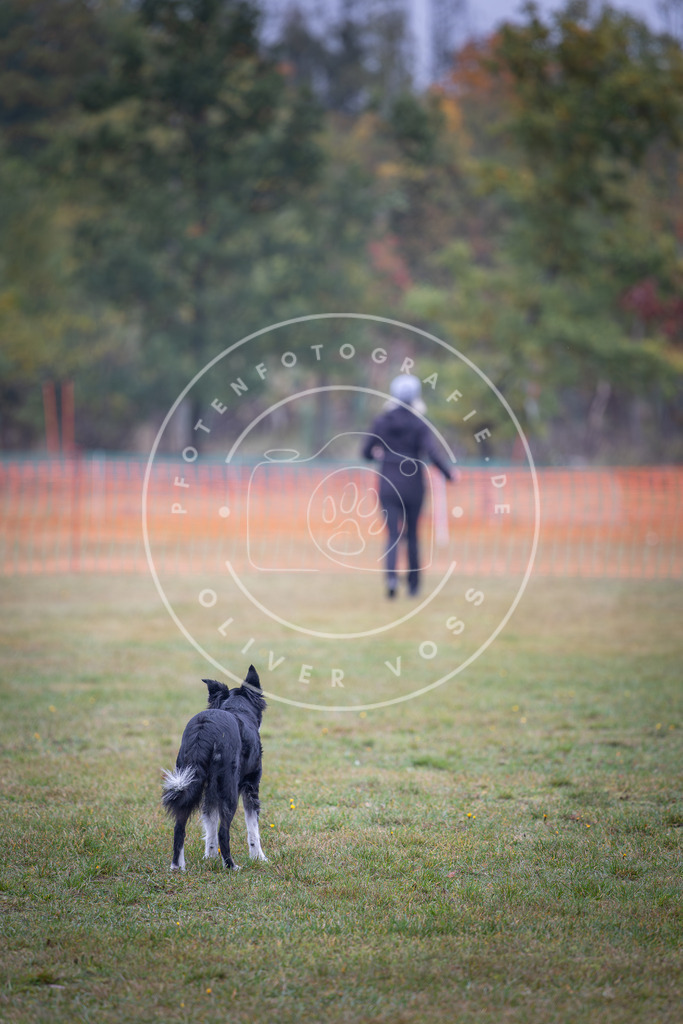 Pfotenfotografie_DV3A9482 | Hundefotografie, Tierfotograf, Pfotenfotografie, Fotoshooting Hund, Hunde Portrait, Hundesport, Hundeportraits, Heideshooting, Hunde, Sportfotograf, Hundefotograf, Turnierhundsport, THS,  - Realisiert mit Pictrs.com