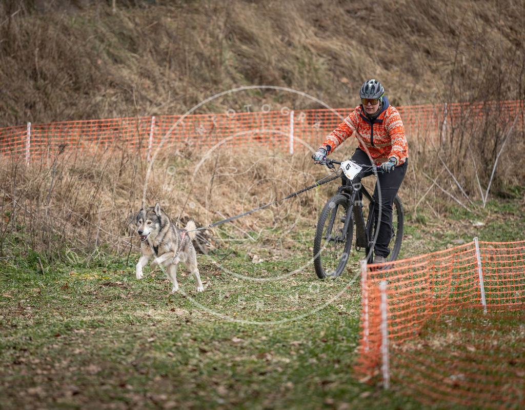 Pfotenfotografie_DV3A6278 | Hundefotografie, Tierfotograf, Pfotenfotografie, Fotoshooting Hund, Hunde Portrait, Hundesport, Hundeportraits, Heideshooting, Hunde, Sportfotograf, Hundefotograf, Turnierhundsport, THS,  - Realisiert mit Pictrs.com