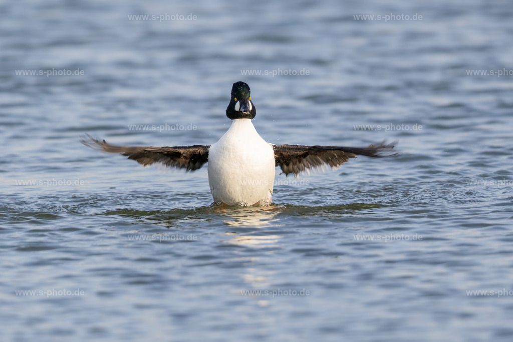 Schellente | ...beim morgentlichen Yoga - Realisiert mit Pictrs.com