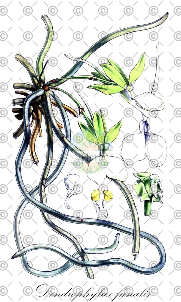 HistAbb_wfo-0000641511_1_ENZY_Simple | Historische Abbildung von Dendrophylax funalis - Orchidaceae | Historical Illustration of Dendrophylax funalis - Orchidaceae