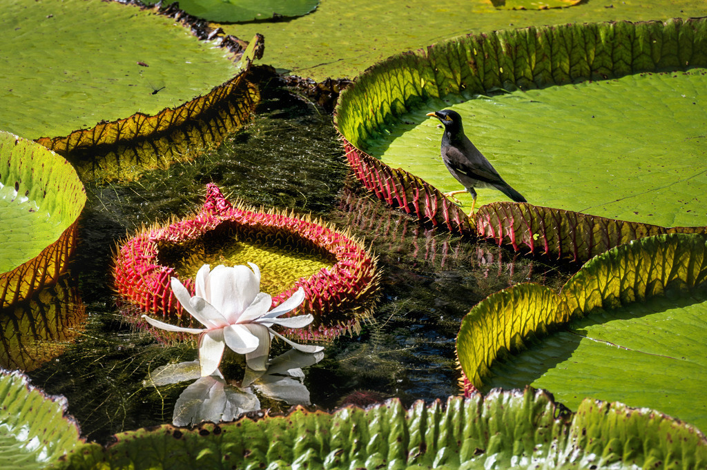 Inselhüpfen | Island Hopping | Es war lustig, diesem Hirttenstar zuzuschauen, wie er über die grossen Seerosenblätter stolzierte und von Blatt zu Blatt hüpfte. - Realisiert mit Pictrs.com