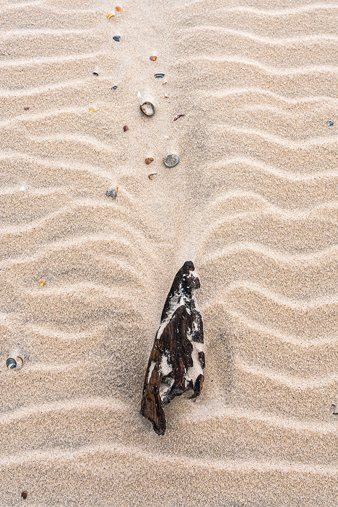 Treibholz am Strand von Spiekeroog | Best. Nr. d_2022_01_1848 - Realisiert mit Pictrs.com