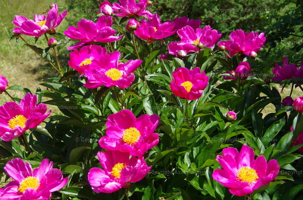 IMGP1589 | fotografiert von Axel PollmannLeonhardi Wallfahrt Benediktbeuern und Murnau, Fronleichnam, Fasching, Landschaft im Loisachtal und Benediktbeuern  - Realisiert mit Pictrs.com