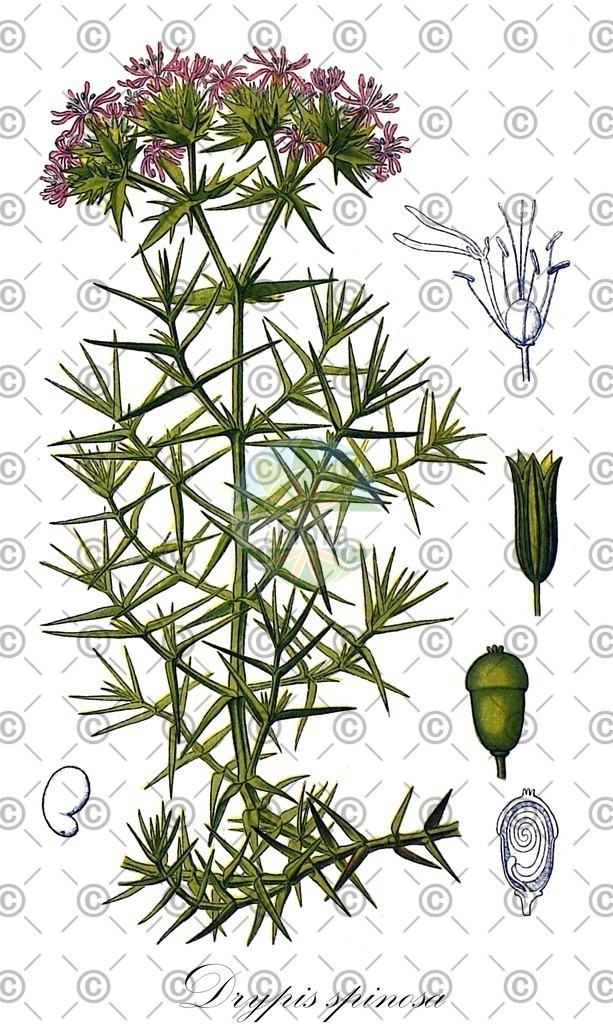 HistAbb_wfo-0000129931_1_ENZY_Simple | Historische Abbildung von Drypis spinosa - Caryophyllaceae (Dorniges Kronenkraut) | Historical Illustration of Drypis spinosa - Caryophyllaceae