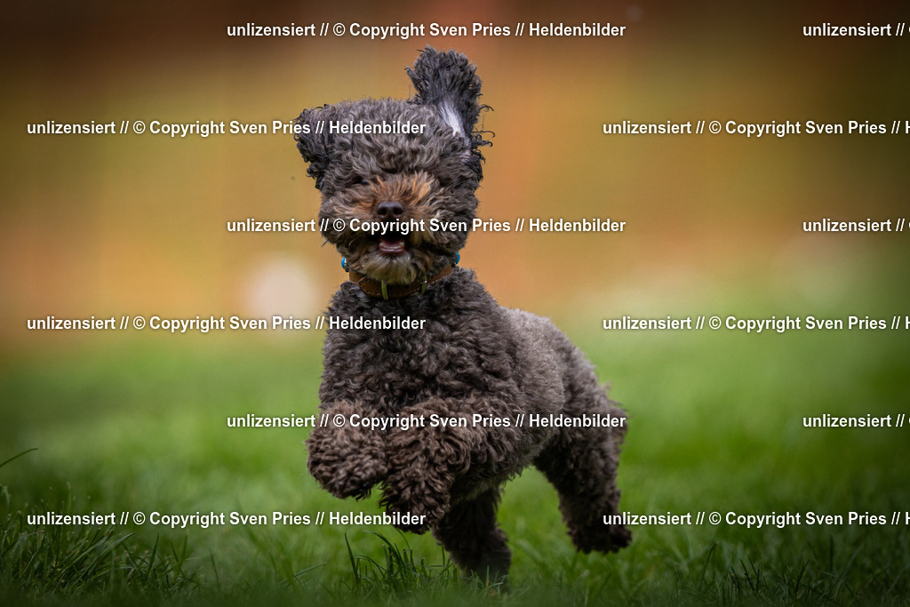 Sven Pries | 2025-04-13 - Hunderennen Baden-Baden - Realisiert mit Pictrs.com