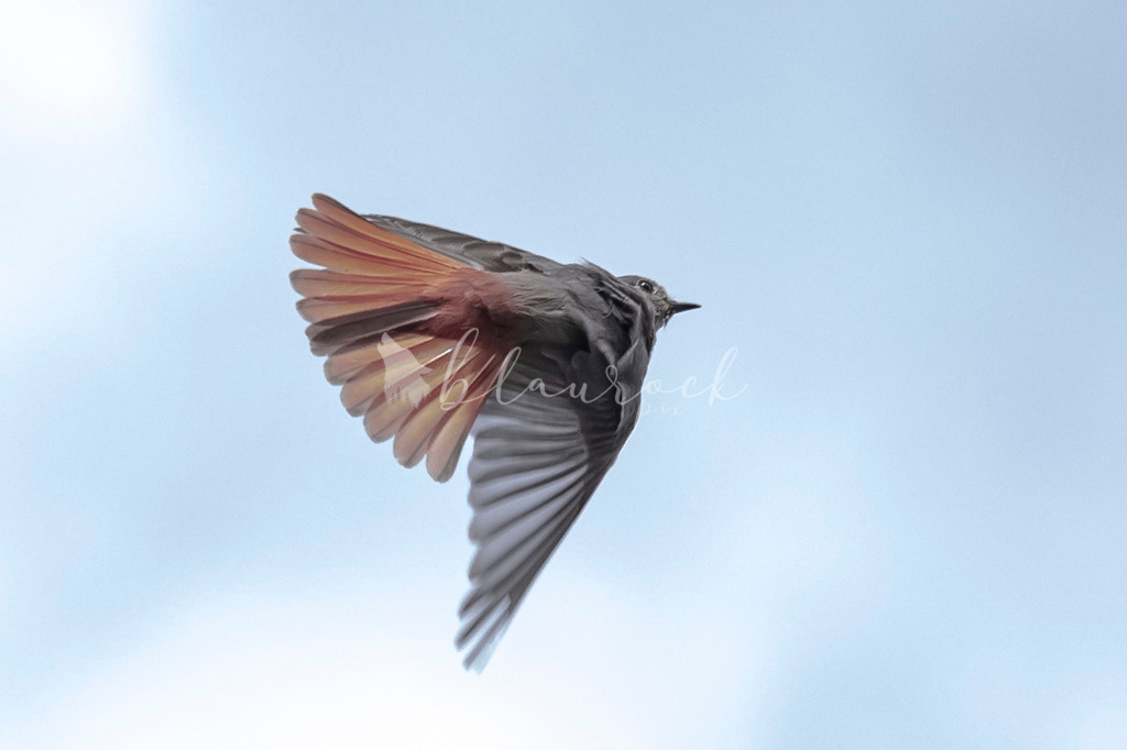 2J4A4337 | Sportbilder, Sportfotograf, Hochzeits- und Eventfotografin, Flugshows, Portraits und Tiershooting, Aviation, Downhill, Nationalleague, Swissleague, International