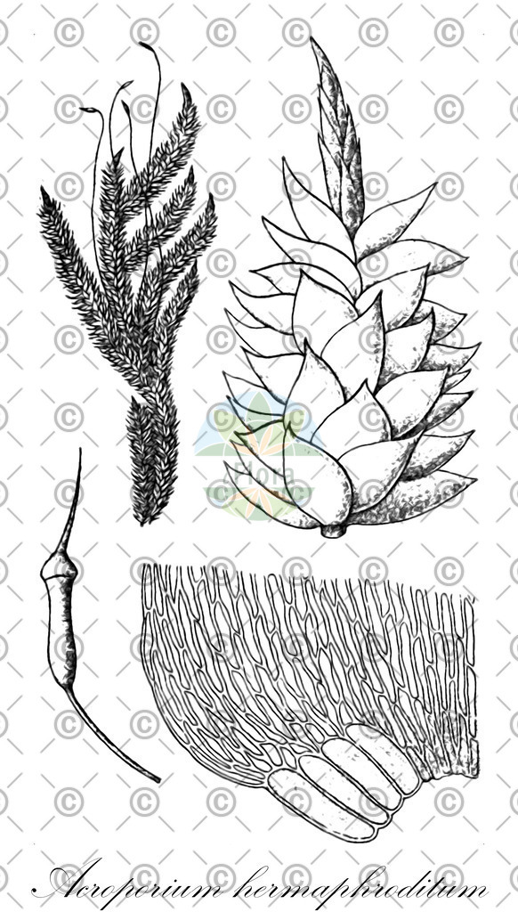 HistAbb_wfo-0001147771_1_ENZY_Simple | Historische Abbildung von Acroporium hermaphroditum - Sematophyllaceae | Historical Illustration of Acroporium hermaphroditum - Sematophyllaceae