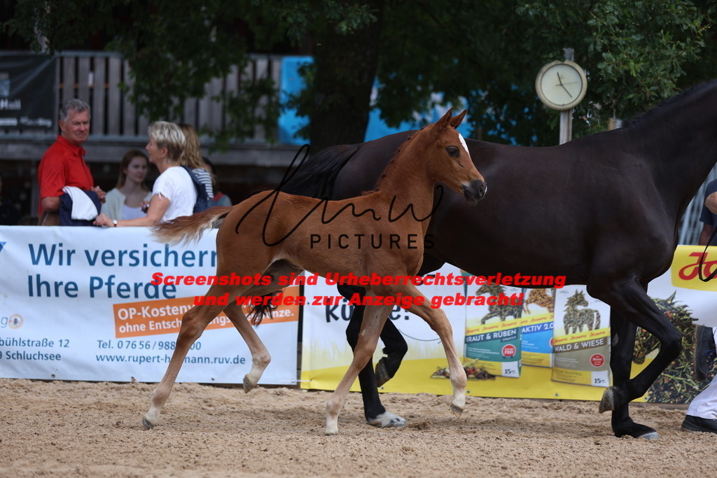 Fohlenschau_Schwäbisch_Hall_dressurbetonte_Fohlen_KN 4_8 | lmwpictures - Realisiert mit Pictrs.com