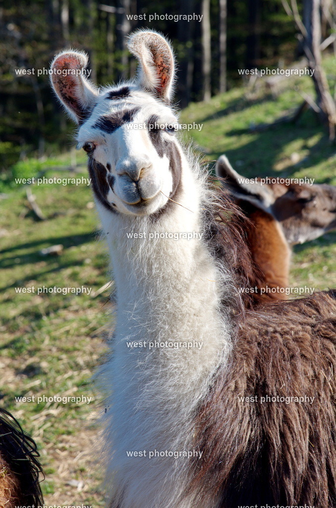 mindful Llama - 2018 SUI | west photography - Realisiert mit Pictrs.com