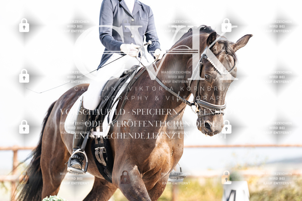 CK901136 | Turnierfotografie Pferdefotografie Trier Rheinland-Pfalz Pferdesport Reitsport Tierfotografie Sportfotografie Pferdevideo Pferdevideografie Equestrianvideography equestrianphotography  - Realisiert mit Pictrs.com