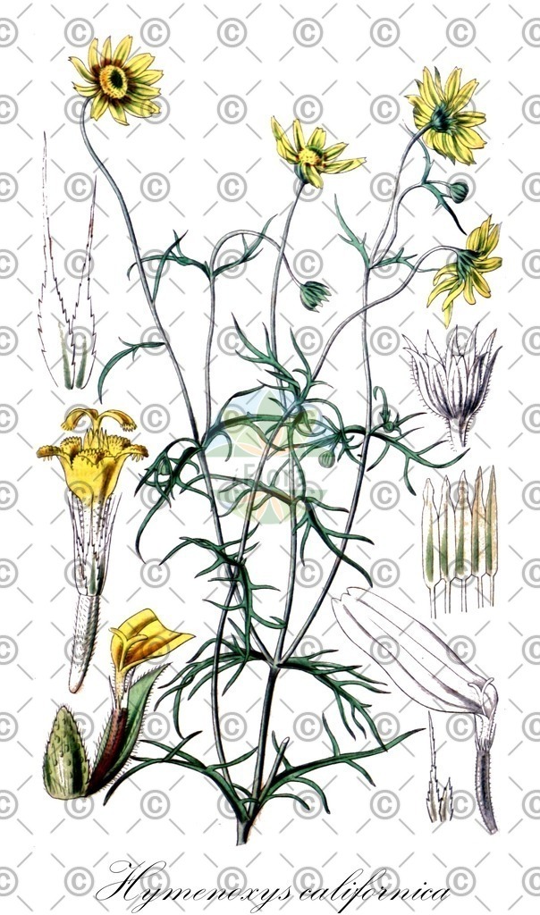 HistAbb_wfo-0001184565_1_ENZY_Simple | Historische Abbildung von Hymenoxys californica - Asteraceae | Historical Illustration of Hymenoxys californica - Asteraceae