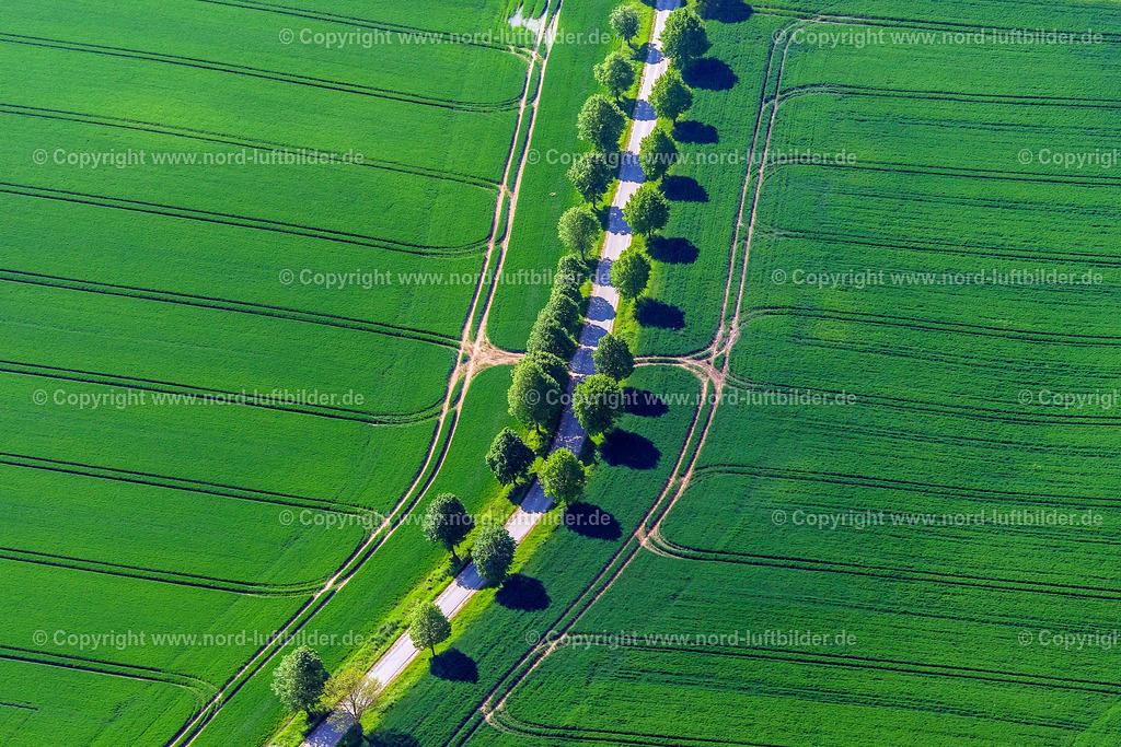 Klütz Mecklenburg Vorpommern Allee_ELS_2226220517 | Luftbilder aus Norddeutschland. Die große Luftbild Bilddatenbank von Sylt, Amrum, Föhr, Büsum, Cuxhaven, Hamburg, Bremen, Bremerhaven, Cuxhaven, Langeoog, Norderney, Borkum, Emden, Nordsee, Ostsee, Flensburg, Kiel, Stralsund, Rostock, Darß, Rügen, Usedom