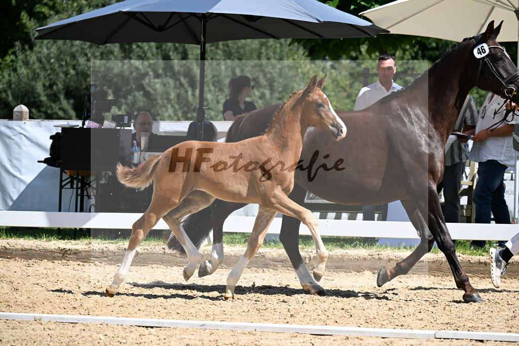 Kat-Nr. 46 Va Bene x Don Olymbrio L_SF_Wittlinger_29251295 | hf-fotografie - Realizzato con Pictrs.com