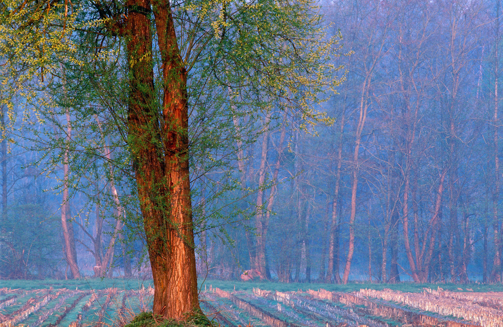 Landschaft am Waldrand im Morgenlicht | Austria - April 30, 2009: Landschaft am Waldrand im Morgenlicht. - Realisiert mit Pictrs.com