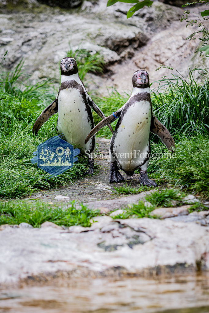 IMG_5506 | SportEventFotografie - Roman Stoiber