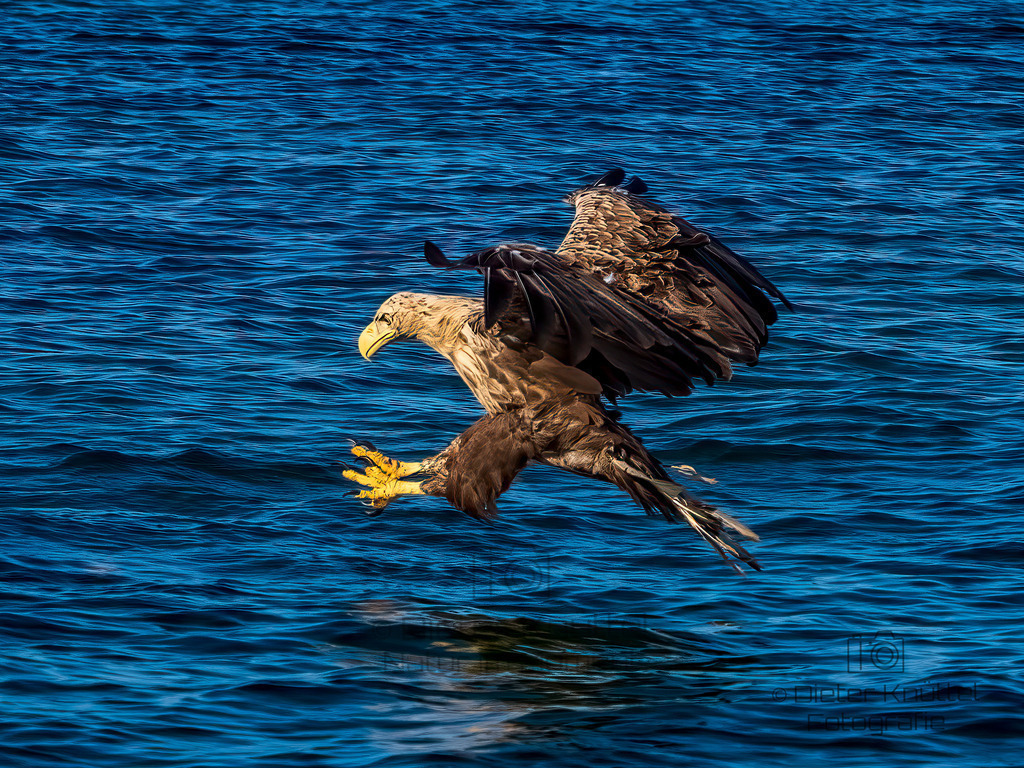 Weißschwanz Seeadler im Anflug  | Weißschwanz Seeadler im Anflug auf seine Beute
Svolvaer, Lofoten Norwegen - Realisiert mit Pictrs.com
