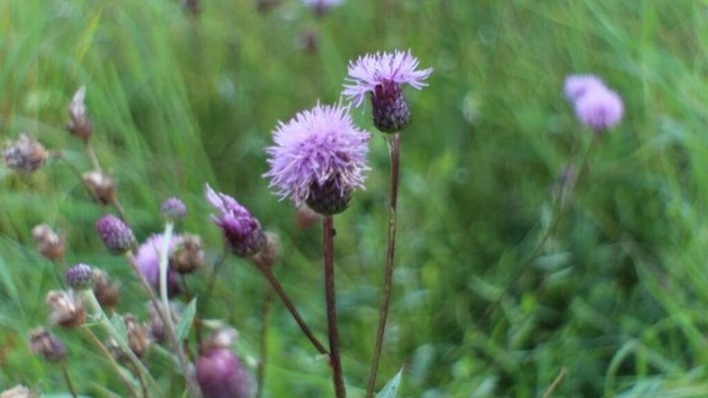 faerberscharte | Verkauf von Fotos und  Videoclips zumThema Natur.Motive sind Pflanzen, Tiere, Landschaftenund Wetter - Realisiert mit Pictrs.com