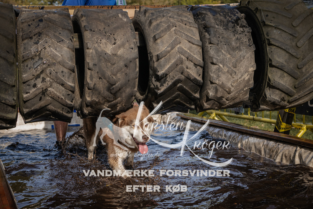 1404_ZZ93959 | kk-dogfotos