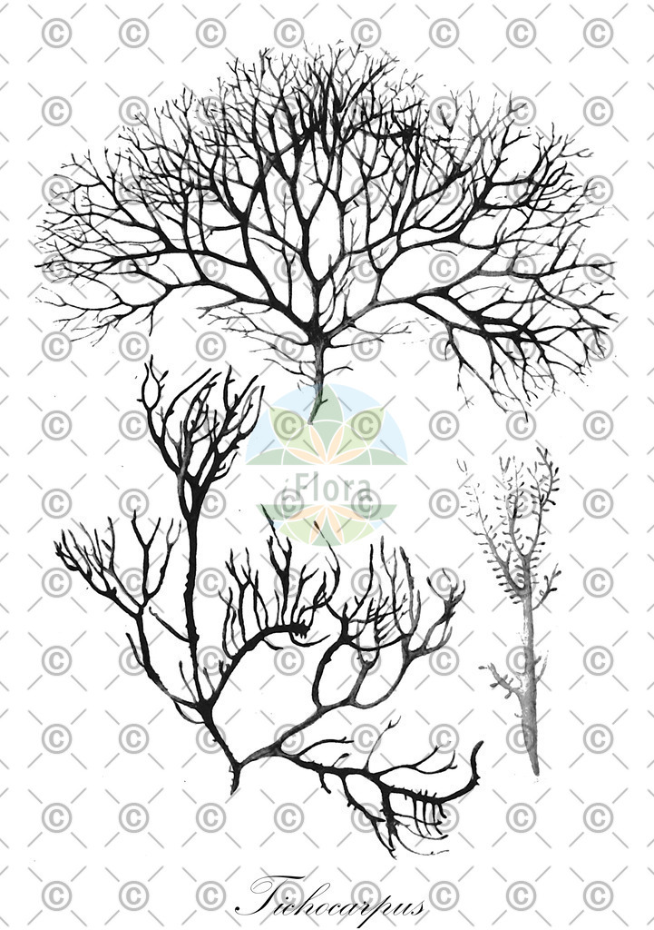 HistAbb_wfo-0000455264_1_ENZY_Simple | Historische Abbildung von Tichocarpus - Tichocarpaceae (0) | Historical Illustration of Tichocarpus - Tichocarpaceae (0)