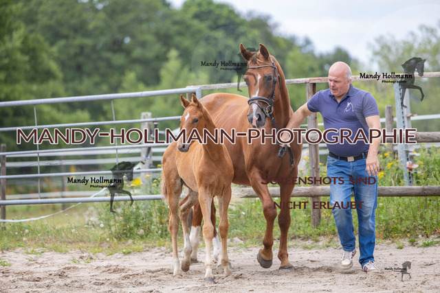Hexenberg-194 | mandyhollmannphotographie