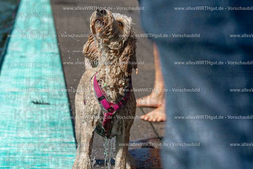 Hundeschwimmen_Volksbad_2026-allesWIRTHgut_Tierfotografie-2609061234-FAY06503 | Professionelle Tierfotografie in Mönchengladbach von Daniel Wirth (allesWIRTHgut). Liebevolle & natürliche Bilder von Hunden & Katzen für unvergessliche Erinnerungen.