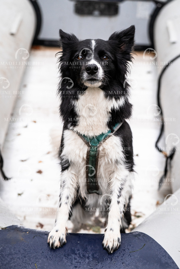 madeleinebirr-fotografie2025.campcanis.Startbis9Uhr-9 | hundefotografie-birr