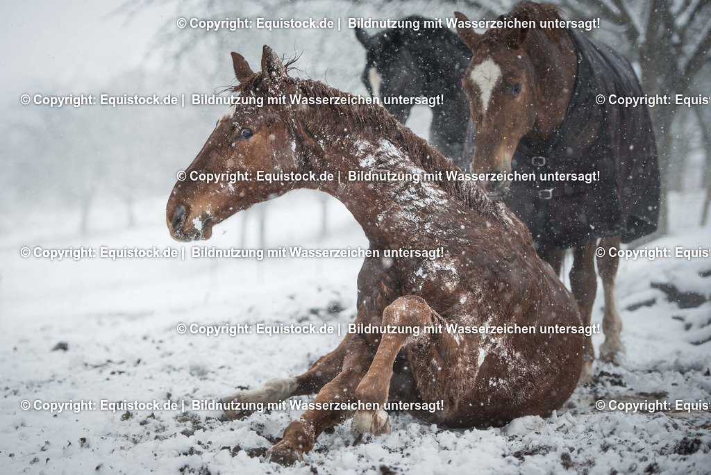 TS_20180217_Fuchs_Schnee_Koppel_0003 | Foto: Thomas Hartig