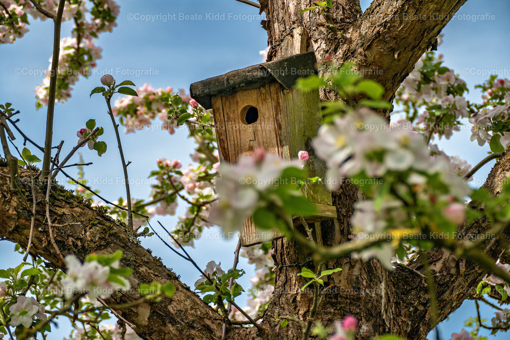 P1950812 | beatekidd-fotografie - Realisiert mit Pictrs.com