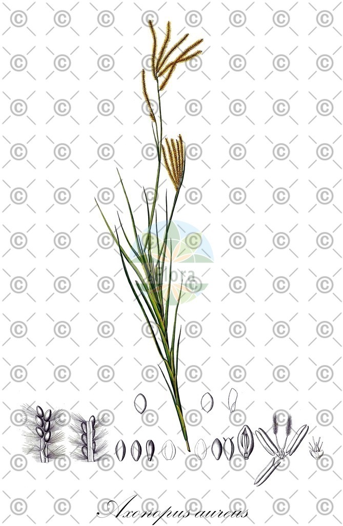 HistAbb_EMP_17687_1_SIMPLE | Historische Abbildung von Axonopus aureus - Poaceae | Historical Illustration of Axonopus aureus - Poaceae