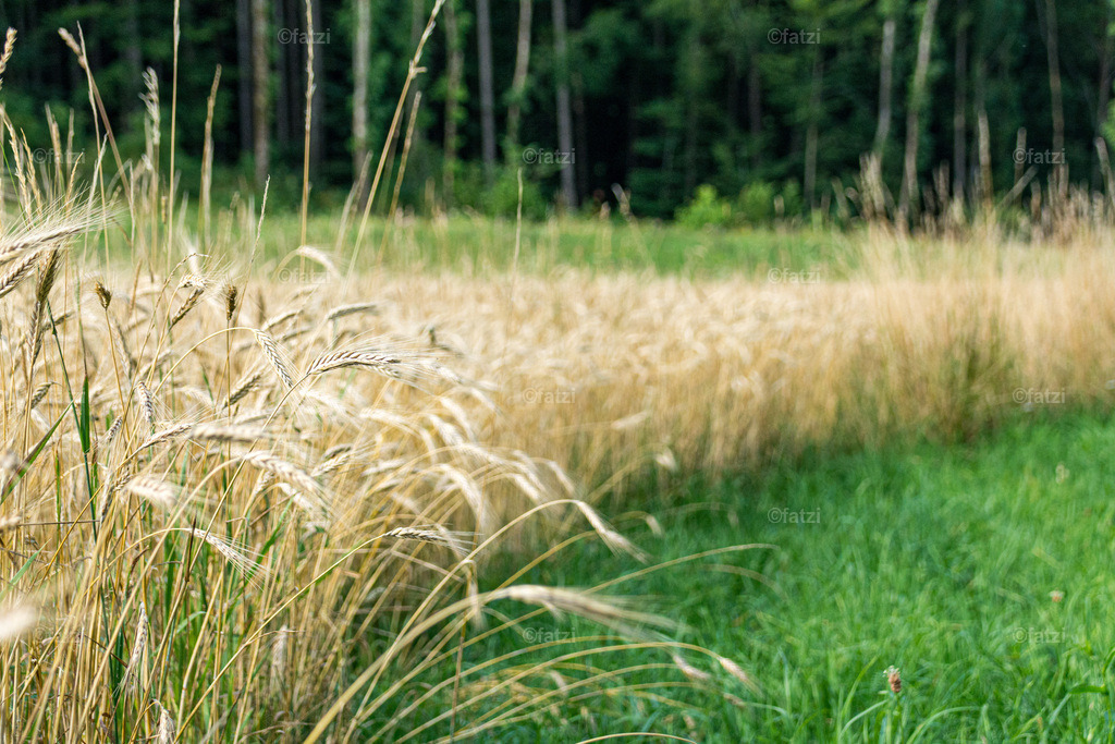 Weizenfeld__fatzi_082514-k | Fatzi Bilder-Archiv! 
Die Bilder sind für private Nutzung lizenzfrei. Die kommerzielle Nutzung ist möglich und erwünscht, jedoch bitte ich um vorherige Kontaktaufnahme per E-Mail (info@fatzi.at) oder unter +43 650 7828269 - Realisiert mit Pictrs.com