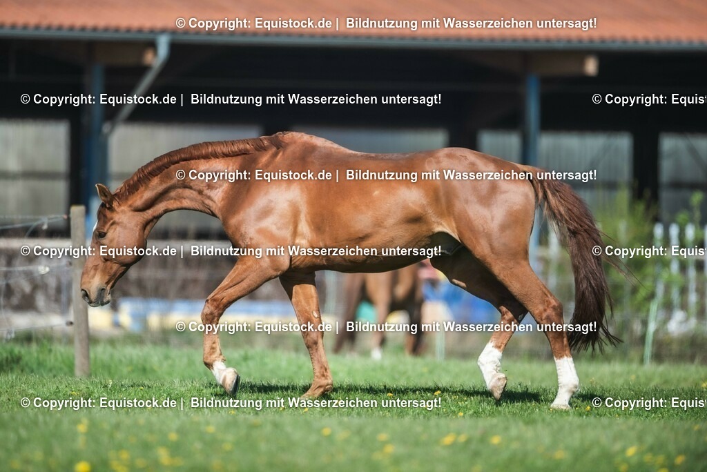 20210426_Pferd-auf-Koppel_0044 | equistock