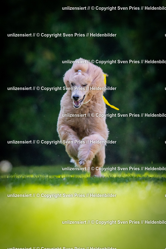 Sven Pries | 2025-08-10 - Hunderennen Durlach - Realisiert mit Pictrs.com