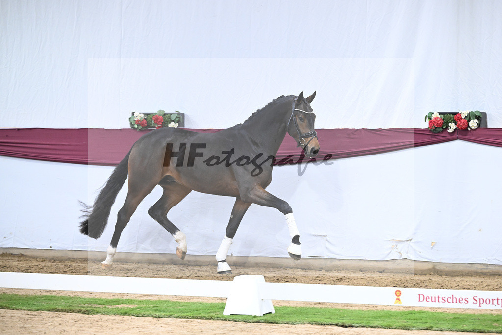 Kat-Nr. 111 Zackerey x Dante Weltino_Gerdi Rakelbusch_47253803 | hf-fotografie - Realisiert mit Pictrs.com