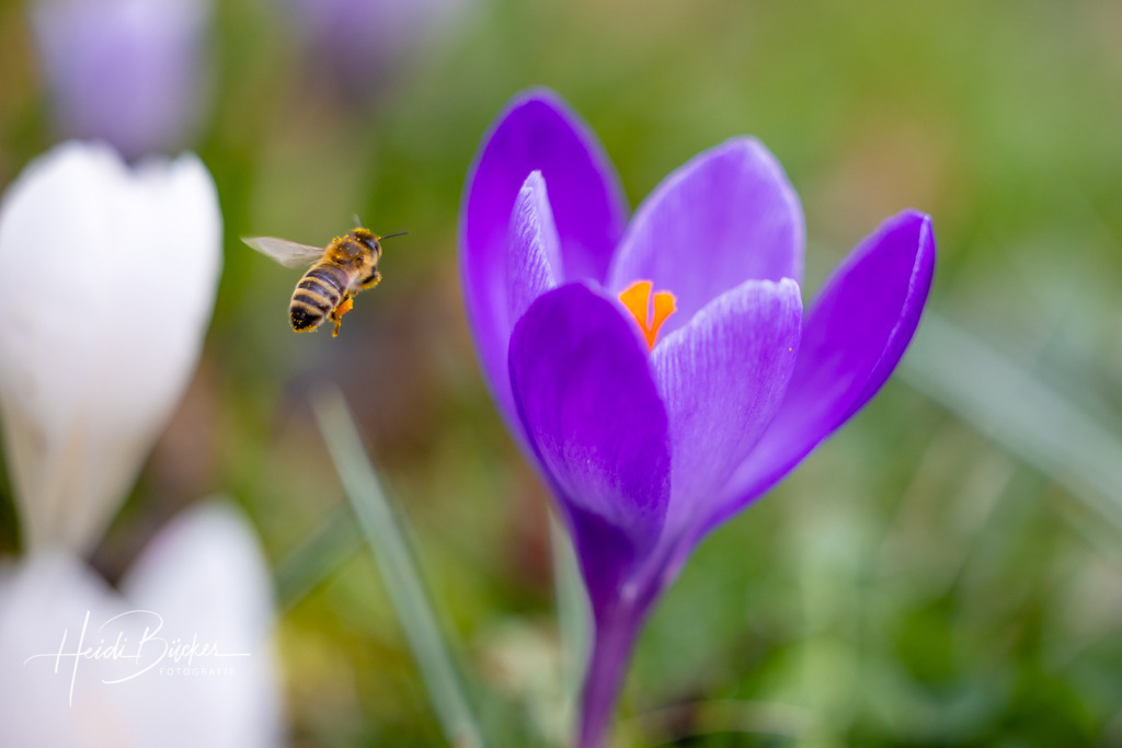Biene auf einer Krokuswiese | Biene auf einer Krokuswiese - Realisiert mit Pictrs.com