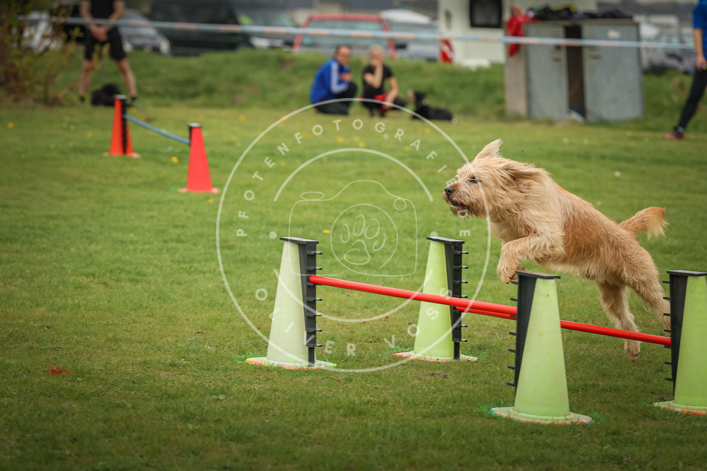 Pfotenfotografie_0L8A1006 | Hundefotografie, Tierfotograf, Pfotenfotografie, Fotoshooting Hund, Hunde Portrait, Hundesport, Hundeportraits, Heideshooting, Hunde, Sportfotograf, Hundefotograf, Turnierhundsport, THS,  - Realisiert mit Pictrs.com