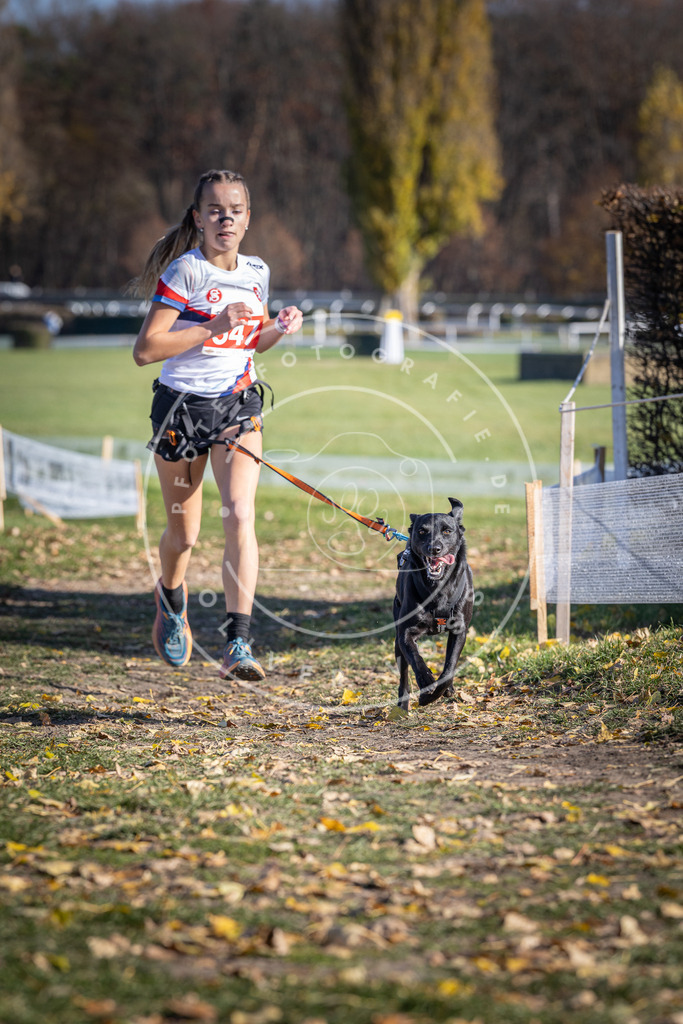 CaniXpix_DV3A8449 | Hundefotografie, Tierfotograf, Pfotenfotografie, Fotoshooting Hund, Hunde Portrait, Hundesport, Hundeportraits, Heideshooting, Hunde, Sportfotograf, Hundefotograf, Turnierhundsport, THS,  - Realisiert mit Pictrs.com