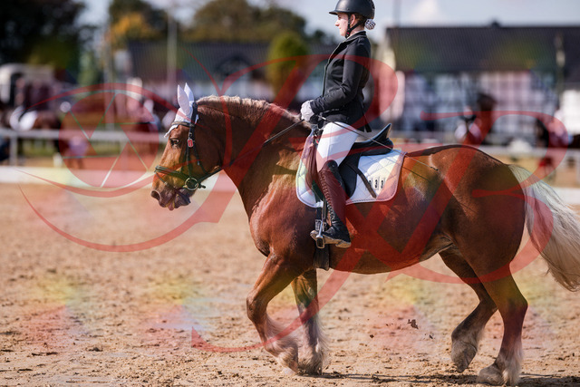 2026_10_03_Siefer-Hof_130214_Z81_55587699 | Professionelle Reitsport-, Turnier- und Eventfotografie von Robert Broda. Galerien mit ausgewählten und bearbeiteten Bildern direkt online ansehen und bestellen.