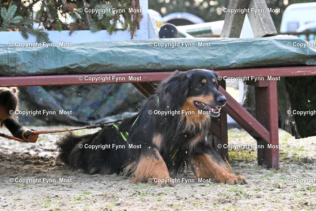 DSC_2694 | Hallo und herzlich Willkommen auf meiner Shop-Seite Fynn Most.

Ich wünsche Dir viel Spaß beim stöbern durch die Bilder, wenn Du Fragen hast oder Bilder vermisst, kannst du mir gerne eine Nachricht schreiben. - Realisiert mit Pictrs.com