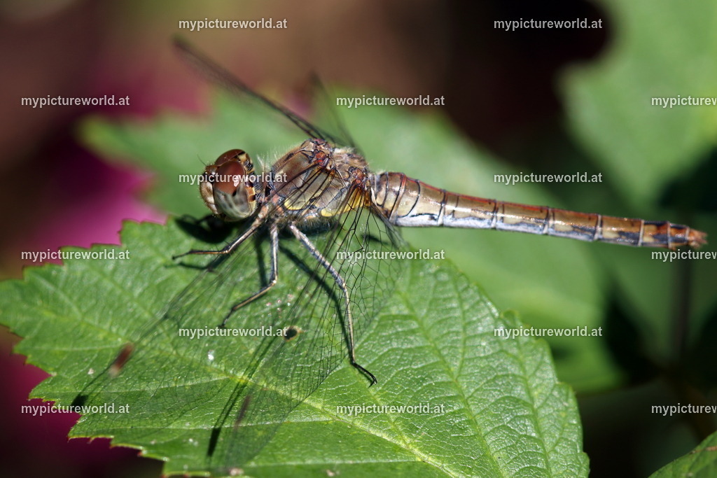 Große Heidelibelle-028 | Das Bilderarchiv über Tiere, Planzen und Landschaften. In der Bilddatenbank finden Sie ein große Auswahl an hochwertigen Bilder für Ihre Werbung - Realisiert mit Pictrs.com