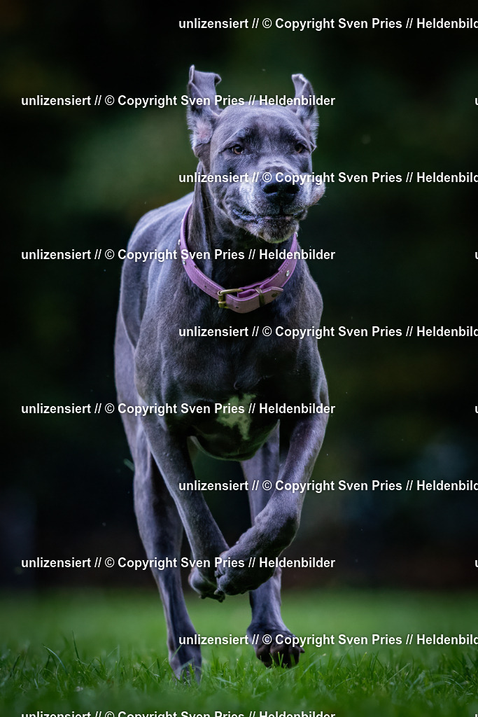 Sven Pries | 2024-10-19 - Hunderennen Ober-Grombach - Realisiert mit Pictrs.com